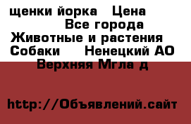 щенки йорка › Цена ­ 15 000 - Все города Животные и растения » Собаки   . Ненецкий АО,Верхняя Мгла д.